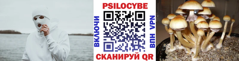 цены Колпашево Псилоцибиновые грибы мицелий
